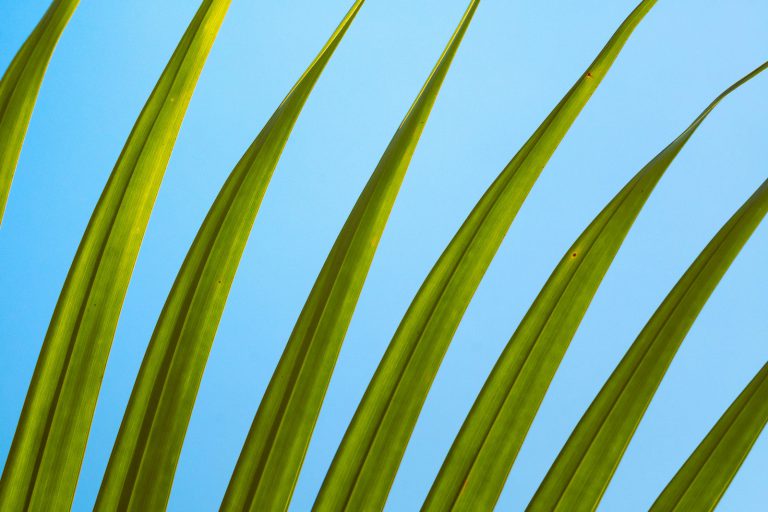 Green palm fronds against a blue sky